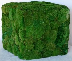 16 inch   Preserved Moss Square
